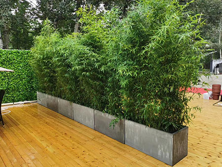 北京綠植墻提供北京綠植租擺、北京花卉租賃、北京花卉租擺